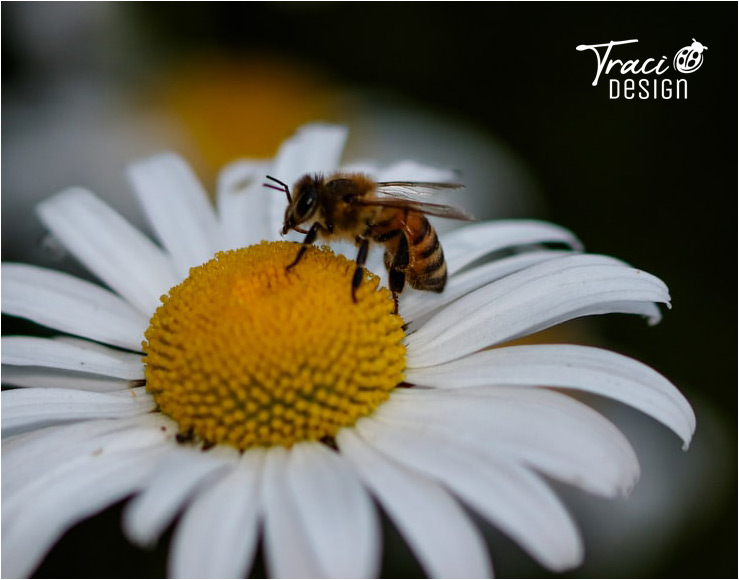 TraciDesign | Presentations & Digital Print